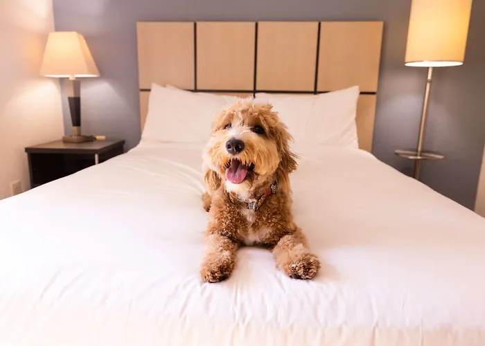 Sonesta Simply Chicago Hotel Libertyville